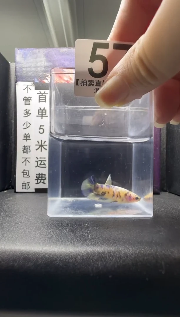 斗鱼母鱼编号：57