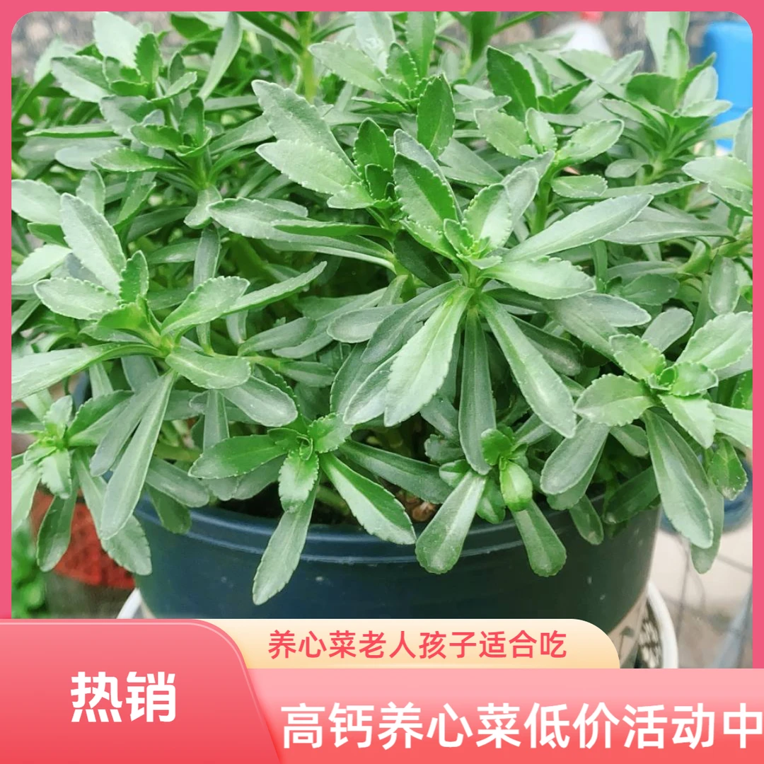 救心菜养心菜高钙菜土三七盆栽云南白药蚊子草