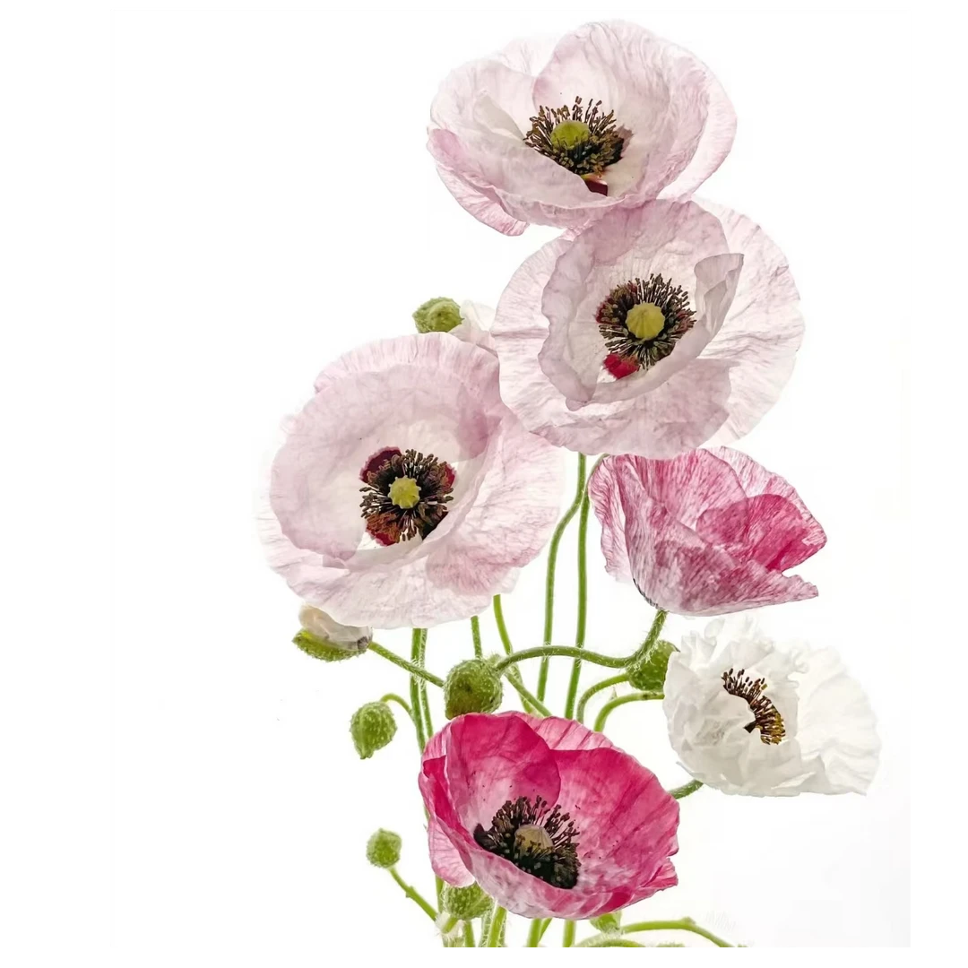 【珍珠贝虞美人】玫瑰2单正价包邮 偏远地区有运费 云南鲜花直发