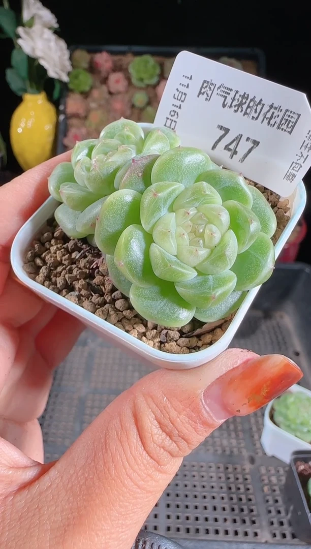 1116-747群生不包整