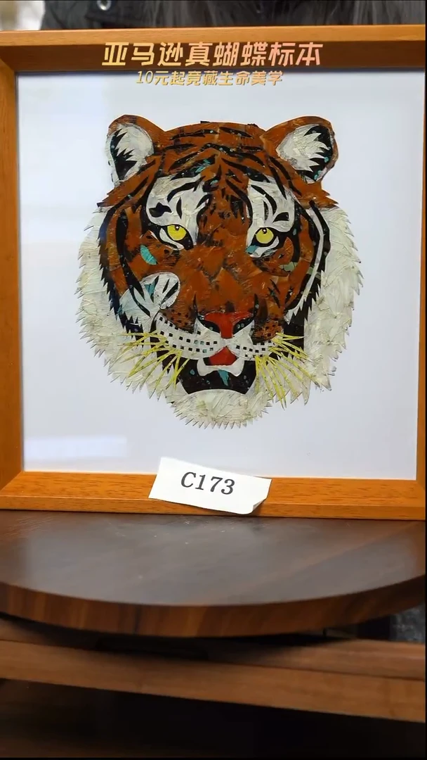 蝴蝶翅膀蝶翅画竞拍c173