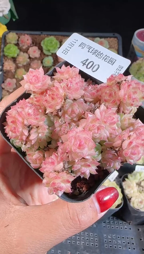 1113-400群生不包整