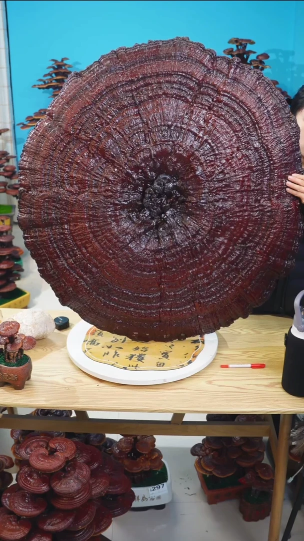 灵芝椴木紫色灵芝