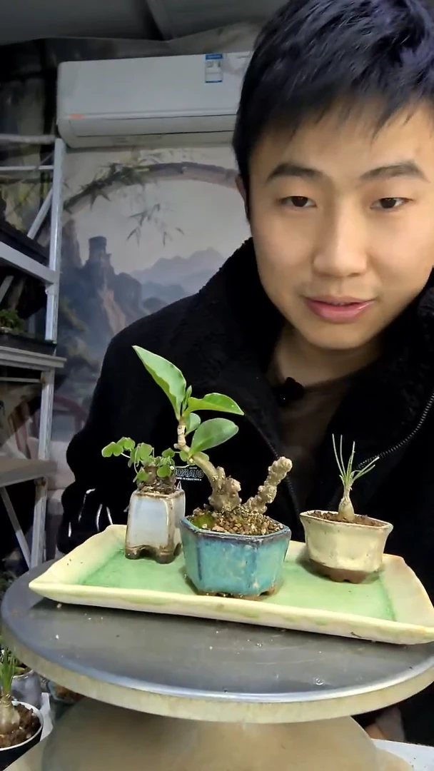 依***你中青园艺一物一拍花84