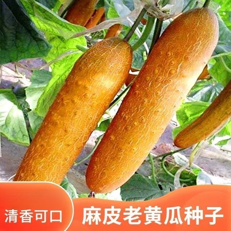 麻皮老黄瓜种子东北老黄瓜种子瓜果蔬菜粗壮麻纹果实可煲汤 拌菜