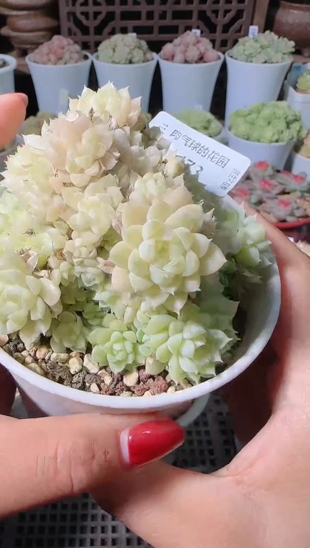 1114-473群生不包整