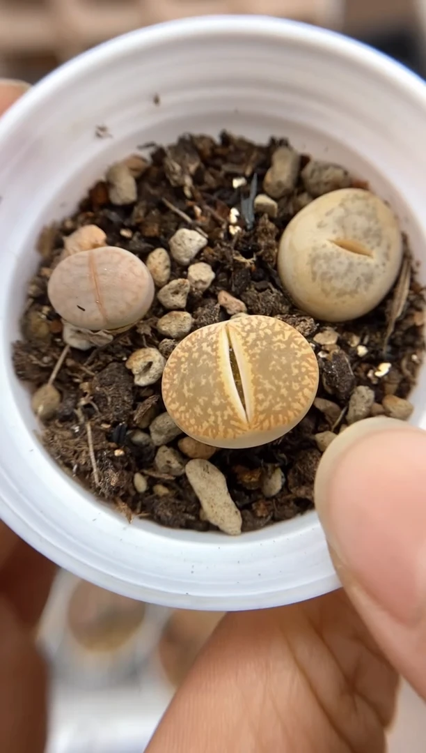 【闪购商品】7892直播一物一拍