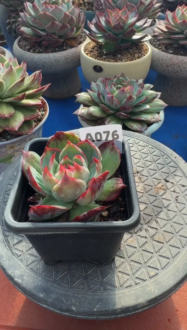 【闪购商品】A076惊鸿仙子（裸根发货）