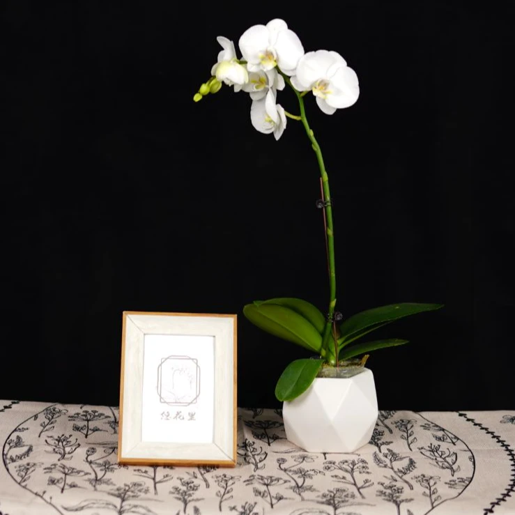 悠花里蝴蝶兰（诺丁汉）3.0寸带花带花苞开花珠发货