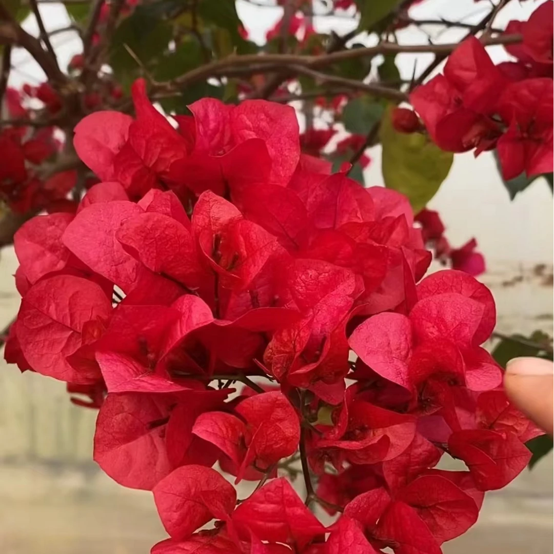 【克罗地亚{1颗苗】实物三角梅庭院阳台爬藤款勤花四季开花耐寒好养