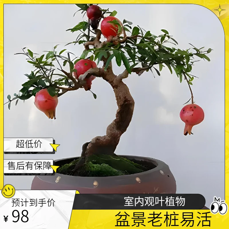 大红袍突尼斯盆景老桩耐寒易活室内外观赏植物石榴树大树苗南天竹
