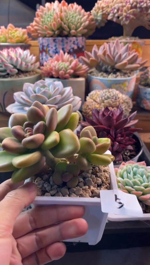 芒果奶1111111111111111111