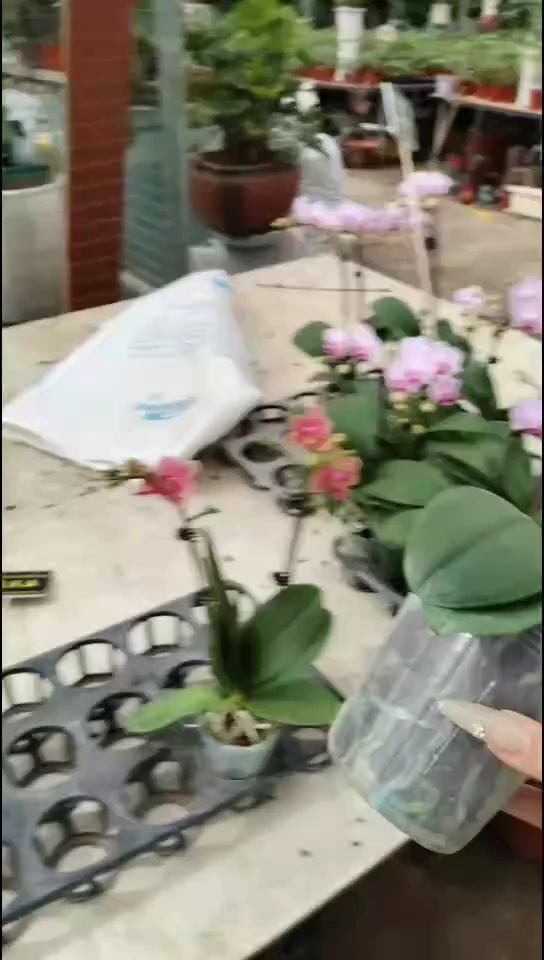 全部花苞小雨双节福利价