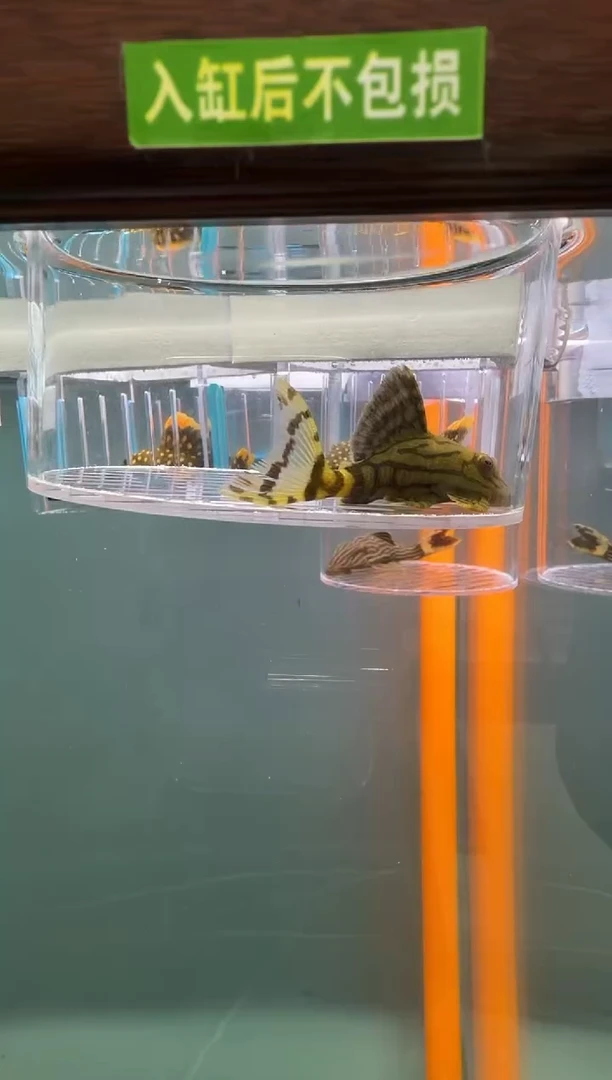 清道夫鱼143号191入缸不包损录制完整开箱视频6.8厘米
