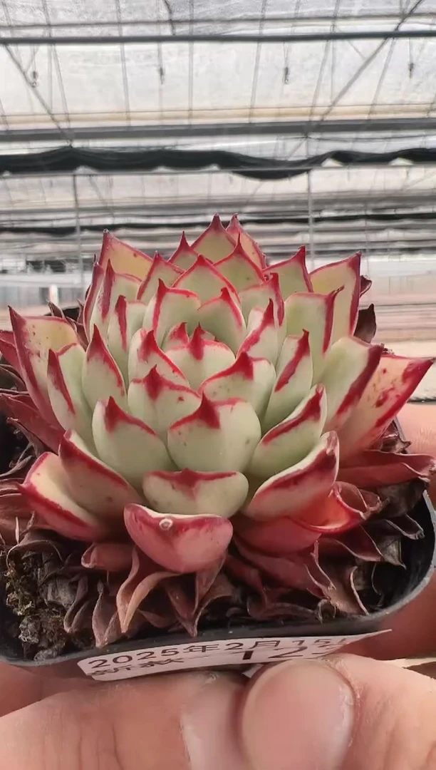 【闪购商品】新款多肉-123