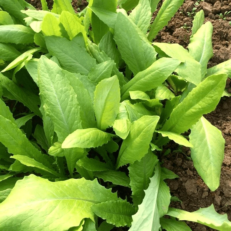 油麦菜种子 清香甜脆四季蔬菜种籽高产青菜种子阳台油麦菜种子