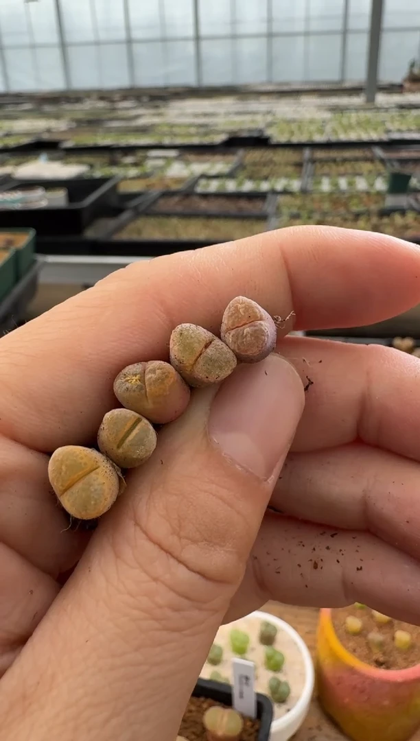 【闪购商品】22-72.红佛