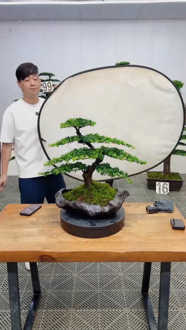 无花朵造型盆景一物一拍