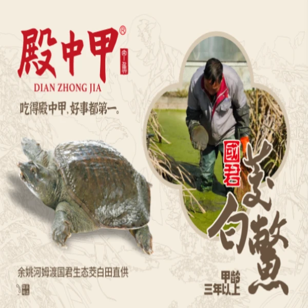 殿中甲3年茭白田野养甲鱼