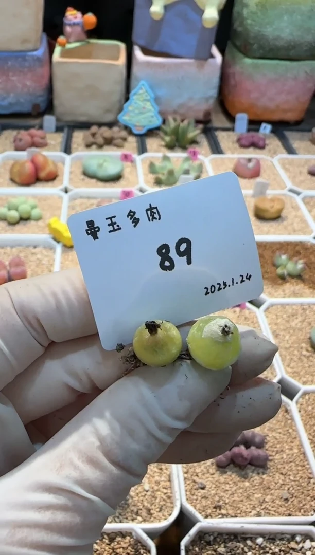 【闪购商品】25.1.24-89