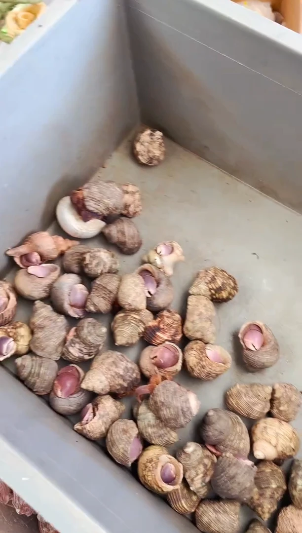 随机大短腕2只装