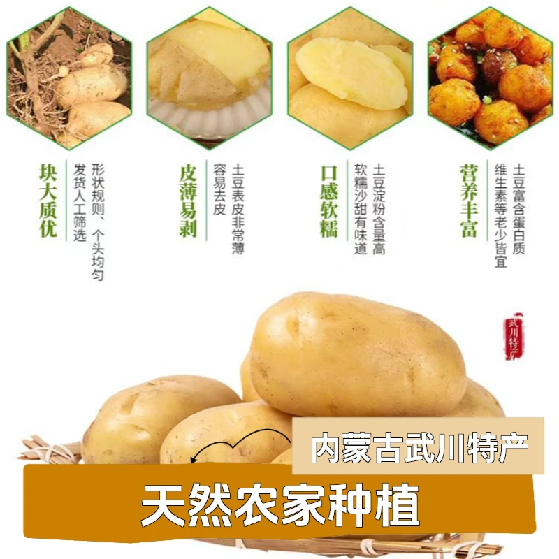 内蒙古武川500斤新鲜土豆马铃薯黄心黄皮软糯农家种植场地生鲜