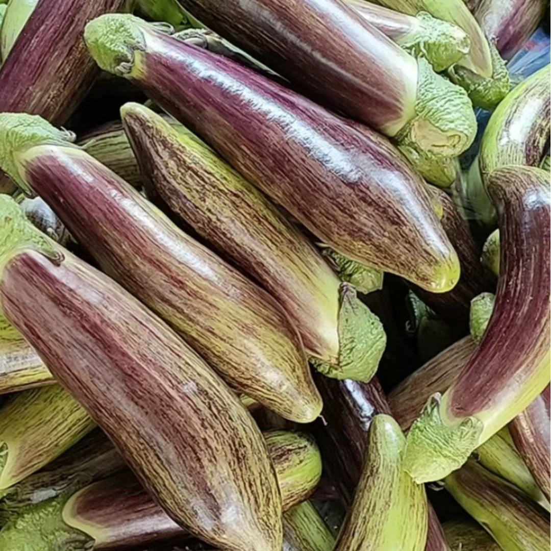 东北新鲜农家花茄子烧烤食材鲜嫩自种面包茄子蔬菜当季新鲜采摘