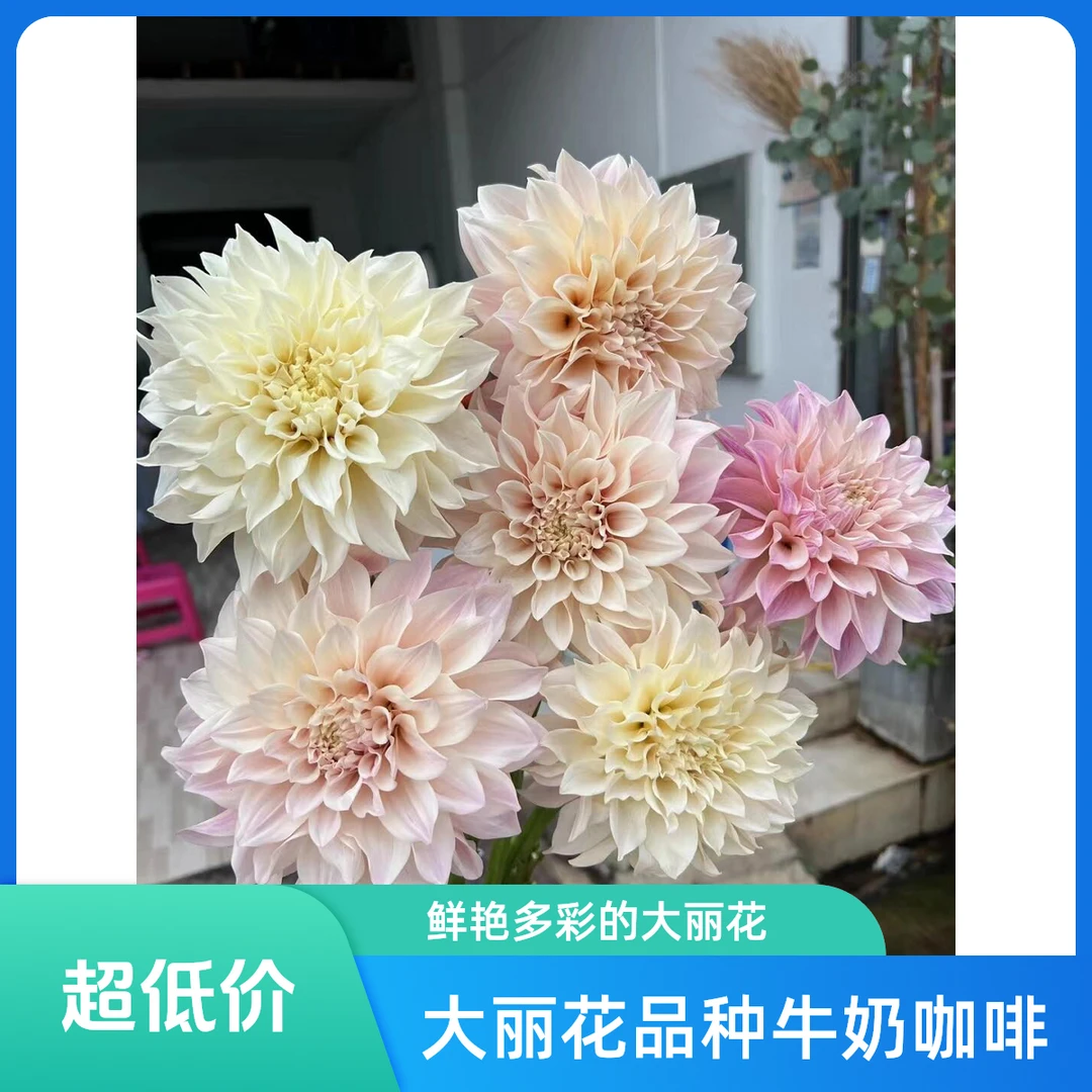 整坨连体大丽花种球 多年生 盆栽地栽 庭院阳台 直播