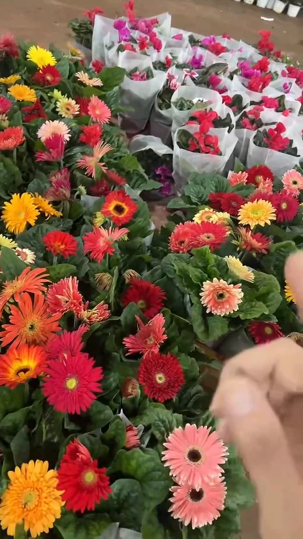 完全开放两单包邮。非洲菊颜色随机