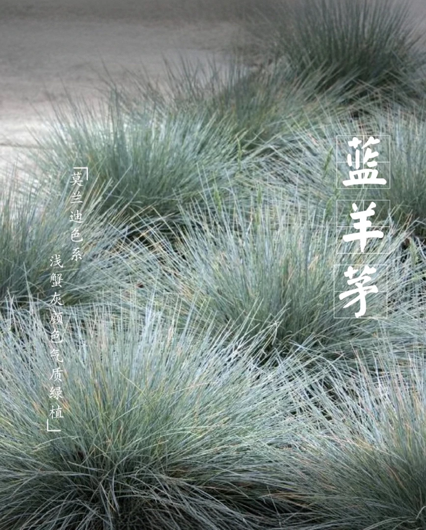 【满六包邮】蓝羊茅 耐寒耐旱耐高温零下30庭院绿化盆栽