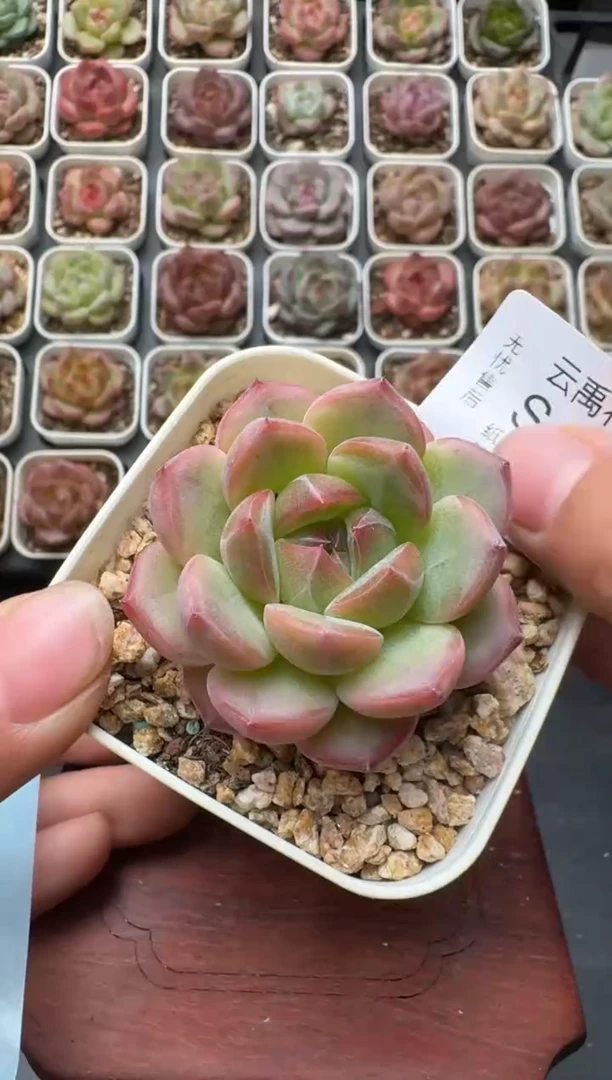 542S带盆土发 当场拍3颗以上包柚 多肉植物 一物一拍