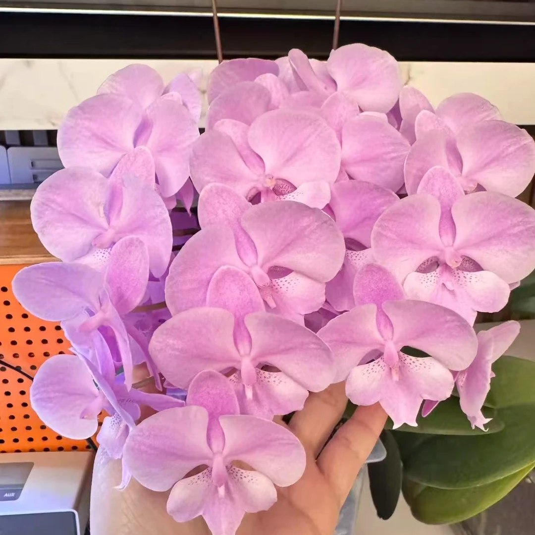 【禹城王子】精品蝴蝶兰花室内阳台办公室高端花卉绿植盆栽年宵花