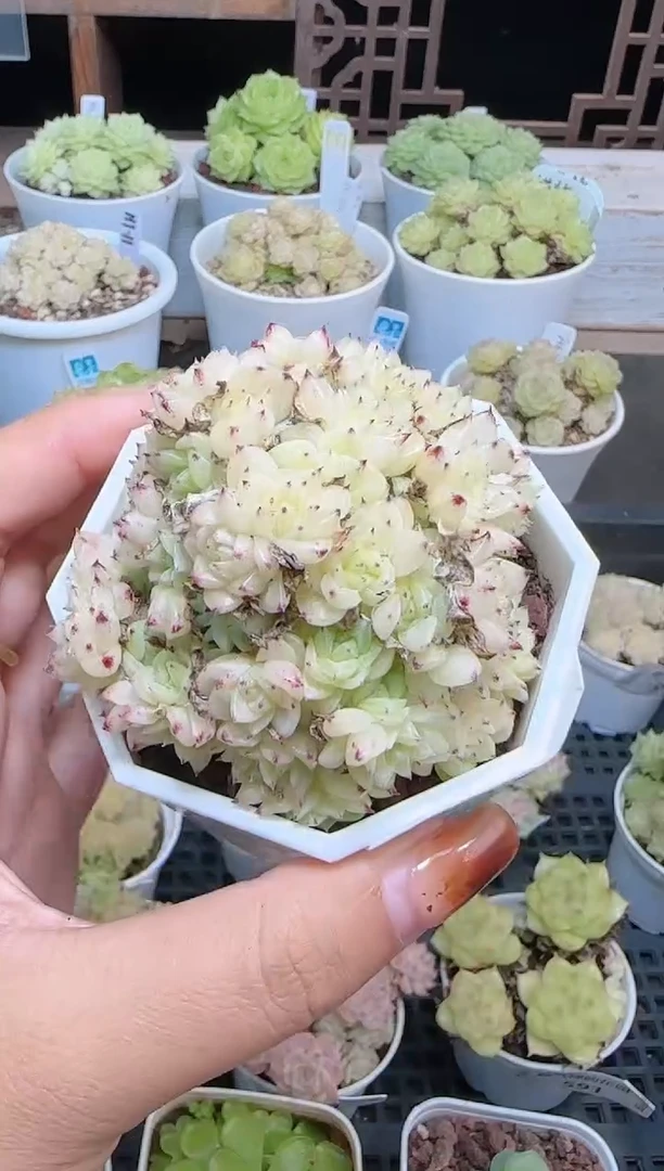 1105-597麦秆群不包整