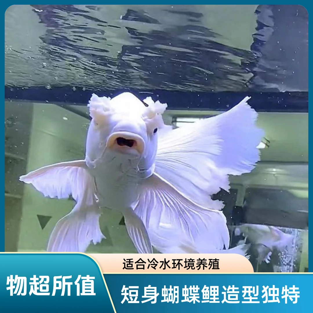 短身蝴蝶锦鲤白色蝴蝶锦鲤黑色蝴蝶锦鲤红色蝴蝶锦鲤