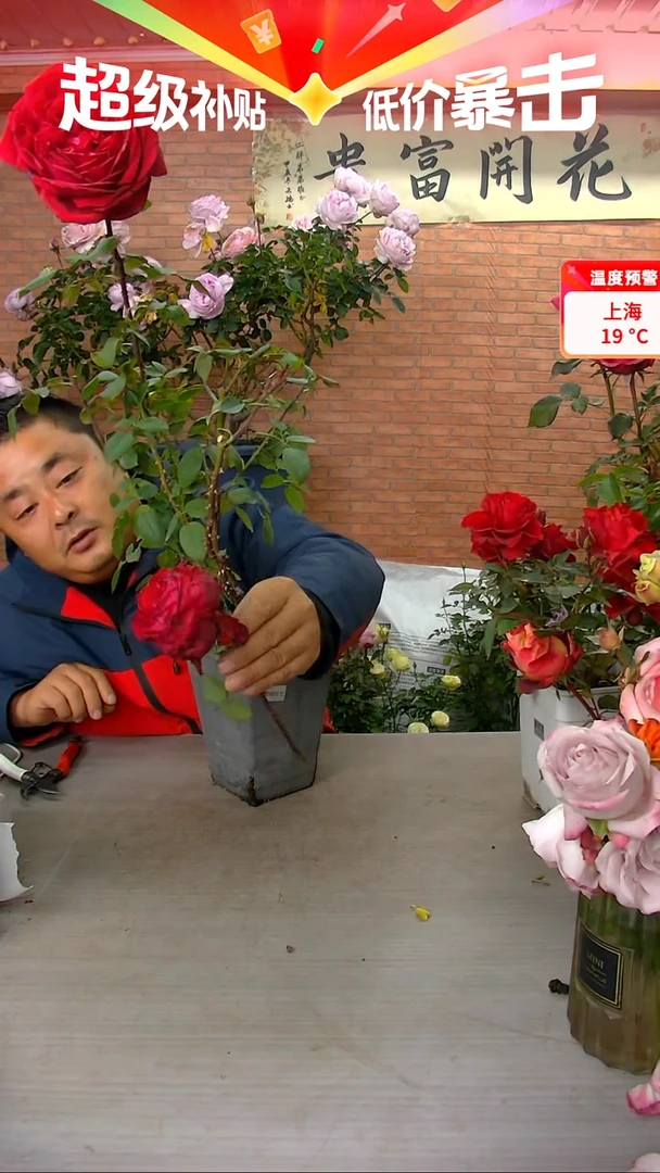 当前无花朵，栽培后可花朵恩钿女士