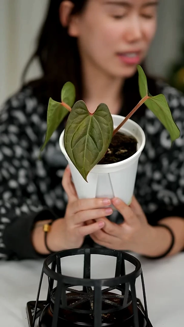 完全开放奇妙森林黑凤凰x奢华