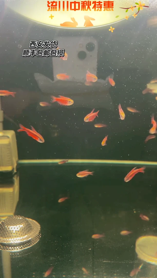 海水鱼罗幻彩青1条