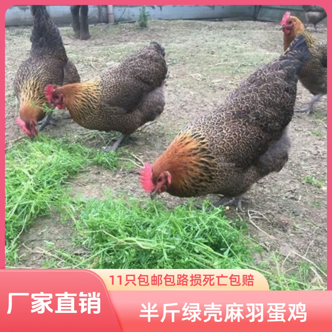 【11只装】农家室外散养青脚绿壳麻羽鸡希尔鸡宠物鸡活体包邮