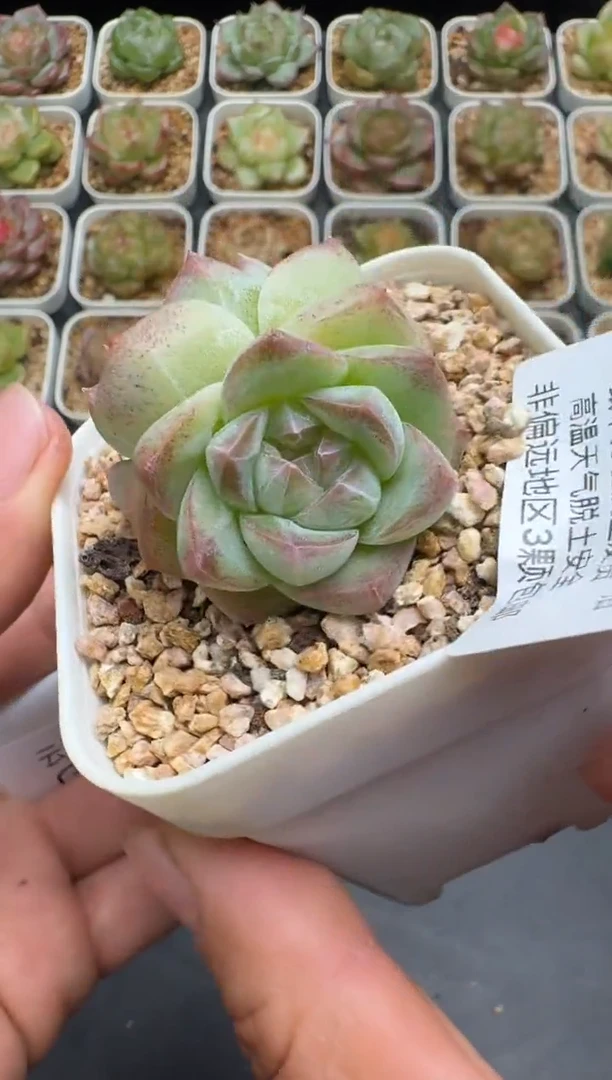 109G云禹多肉植物 脱土纸巾打包 3颗包邮