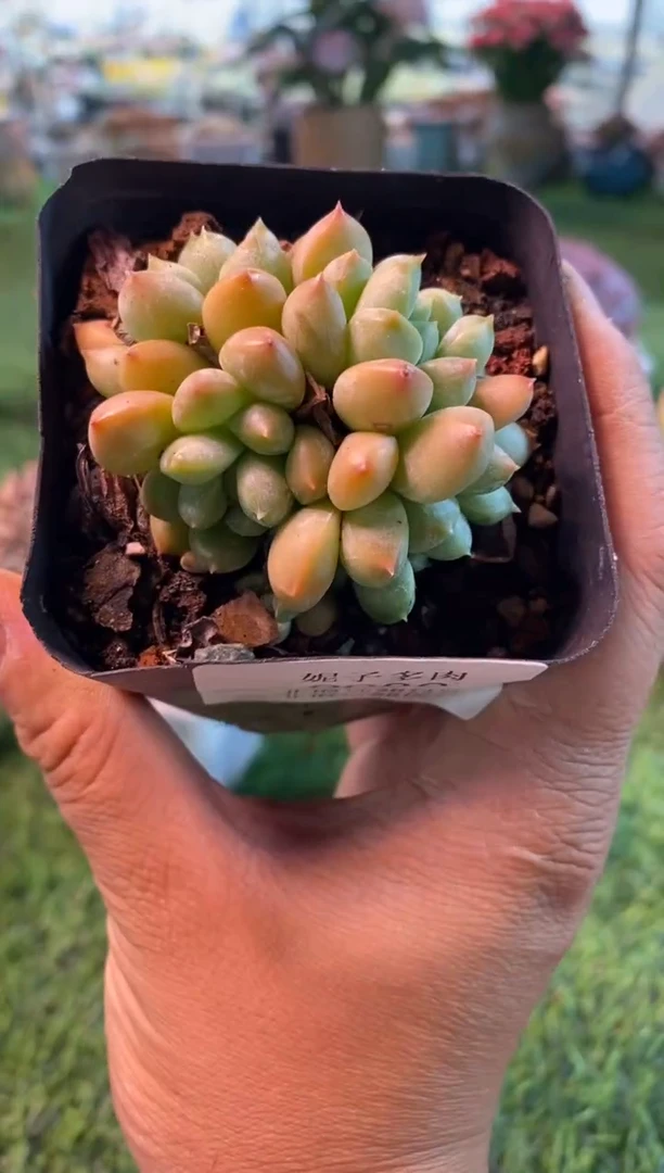 0080aa（满28包邮发货）