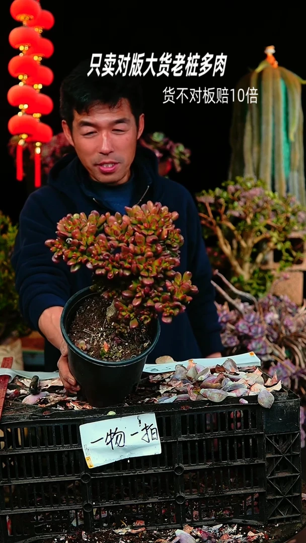 【闪购商品】113号招财猫