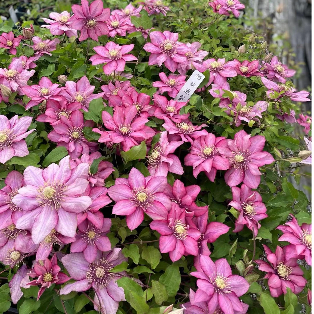 铁线莲 帕拉迪索天堂 二类早花大花新品种 耐寒耐热庭院室内外