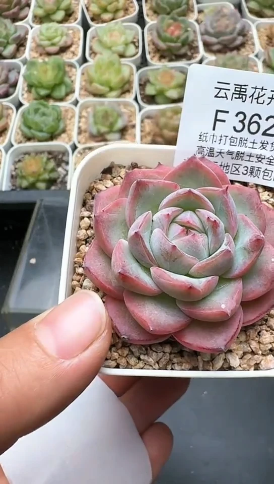362F云禹多肉植物 默认脱土纸巾打包 3颗包邮