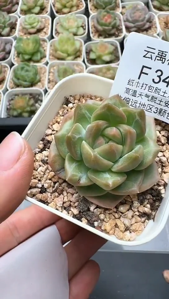 346F云禹多肉植物 默认脱土纸巾打包 3颗包邮