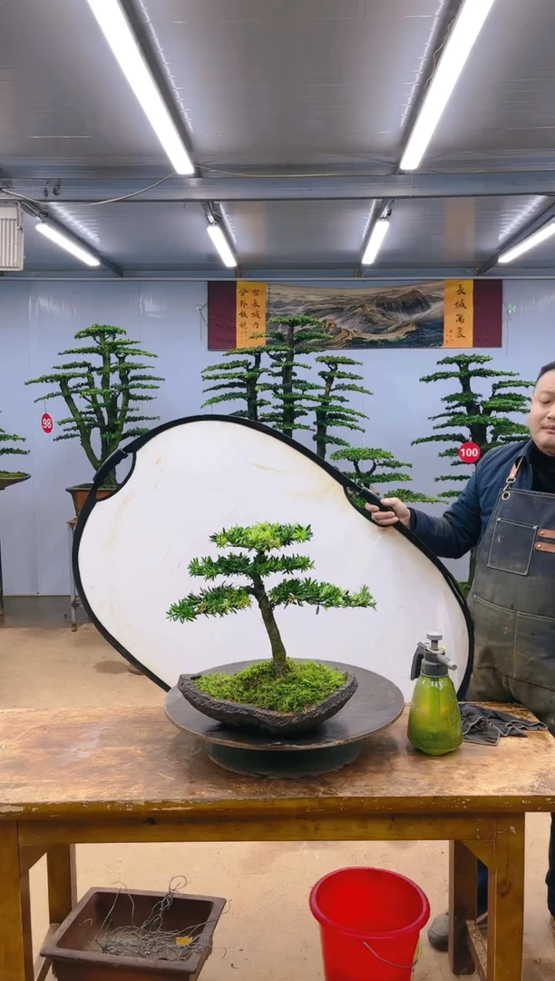 【闪购商品】精品盆景  一物一拍