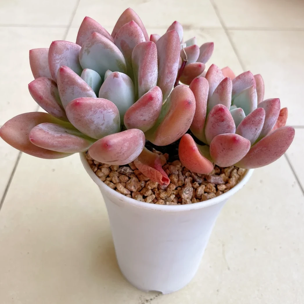 奥普多种款式多肉植物小盆栽适合阳台办公室观赏净化空气拍一发二