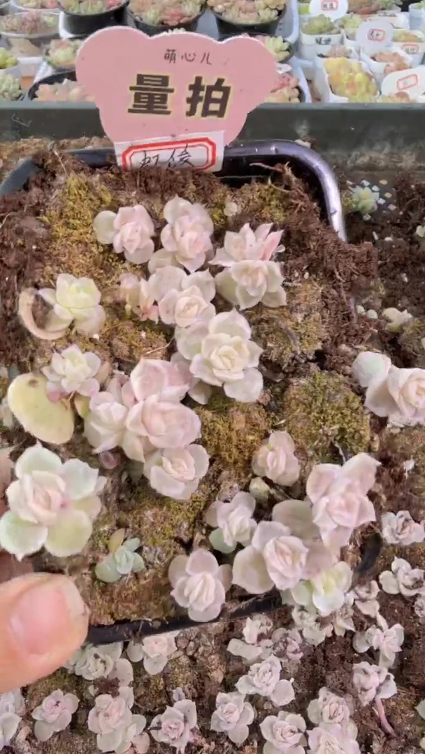 虾饺切糕1盒 量拍多肉植物