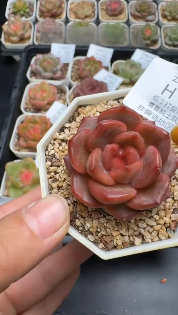 156H云禹多肉植物 带盆土纸巾打包 当天拍3颗包邮