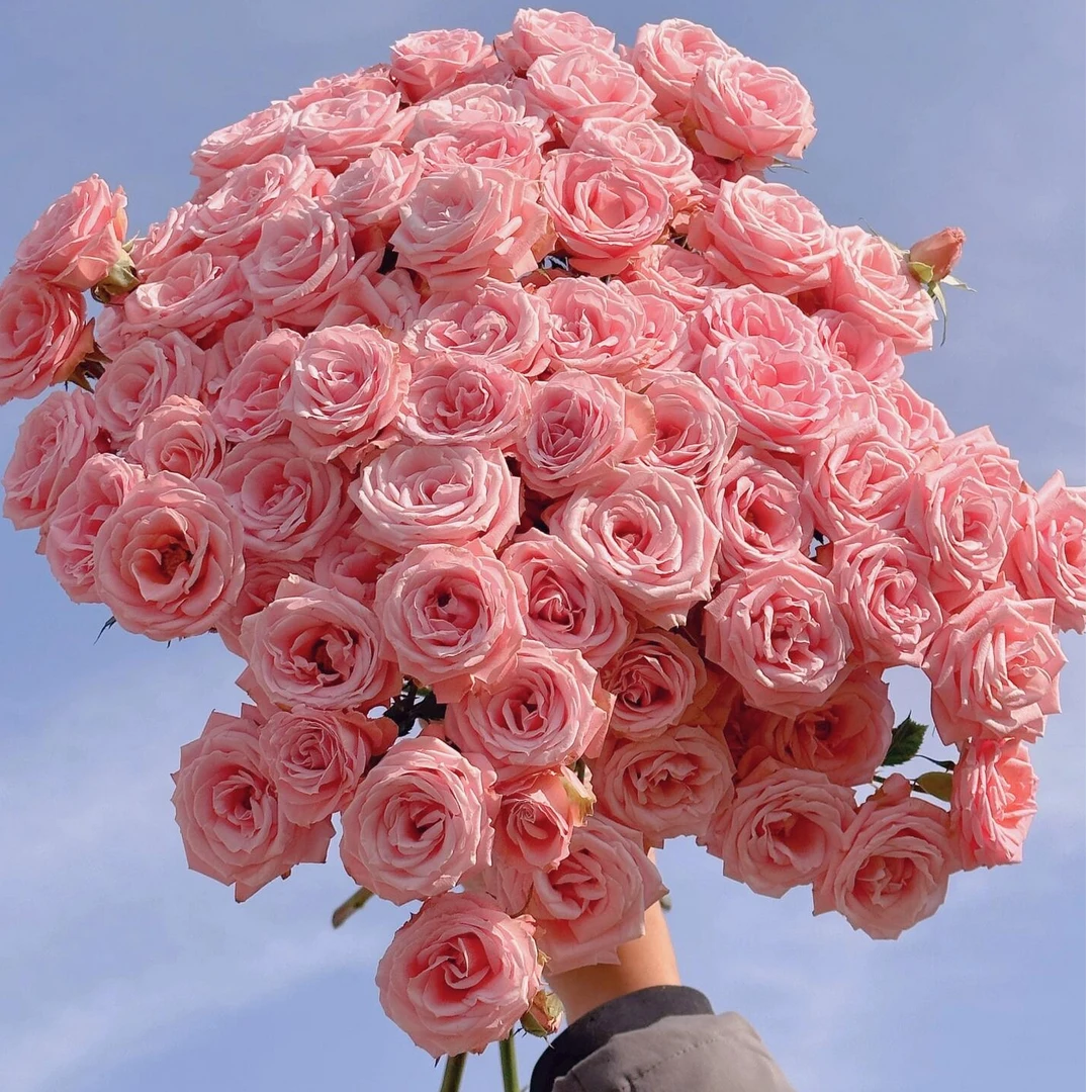露露公主 多头玫瑰 收到需醒花 0°以下需拍保温棉 发出无法退款
