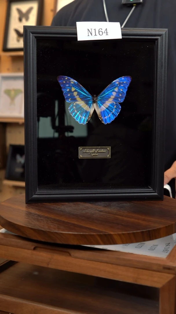 大*?蝴蝶标本摆件N164